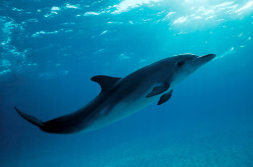 Atlantic Spotted Dolphin Stenella Plagiodon