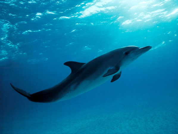 Atlantic Spotted Dolphin Stenella Plagiodon