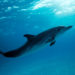 Atlantic Spotted Dolphin Stenella Plagiodon