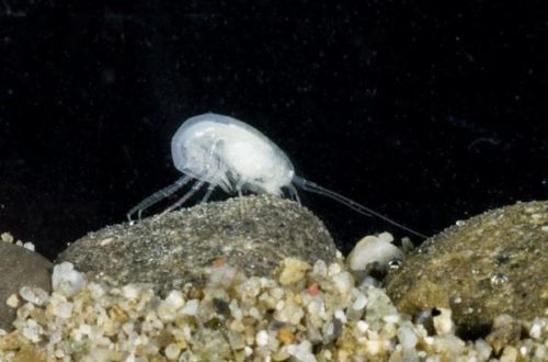 Newly discovered amphipod