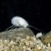 Newly discovered amphipod