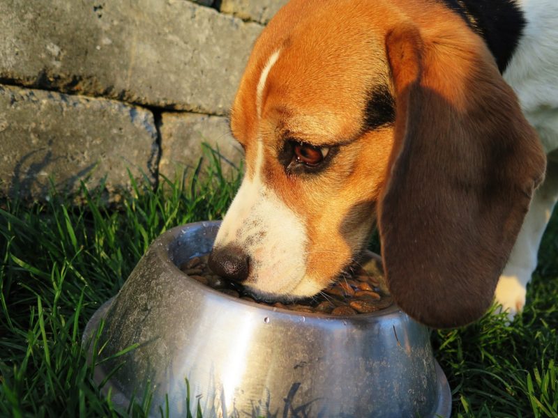 Healthier Dog Food