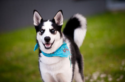 Siberian Husky Wearing Bandana