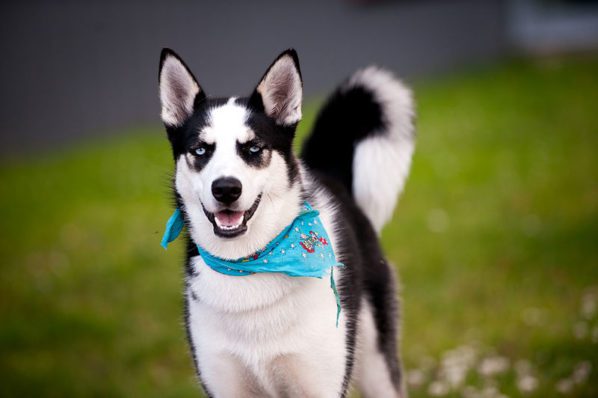 Siberian Husky Wearing Bandana