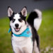 Siberian Husky Wearing Bandana