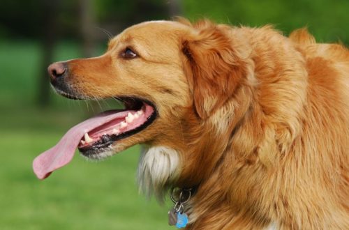 Signs Your Dog Is Fatigued and Stressed