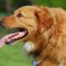 Signs Your Dog Is Fatigued and Stressed