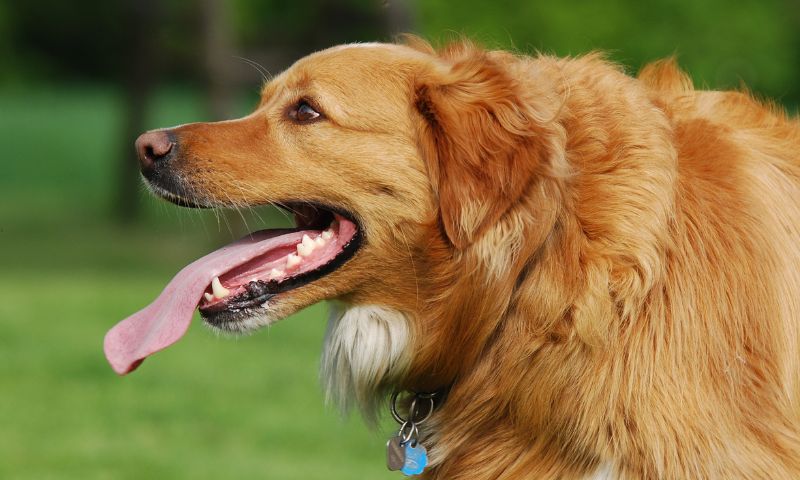 Signs Your Dog Is Fatigued and Stressed